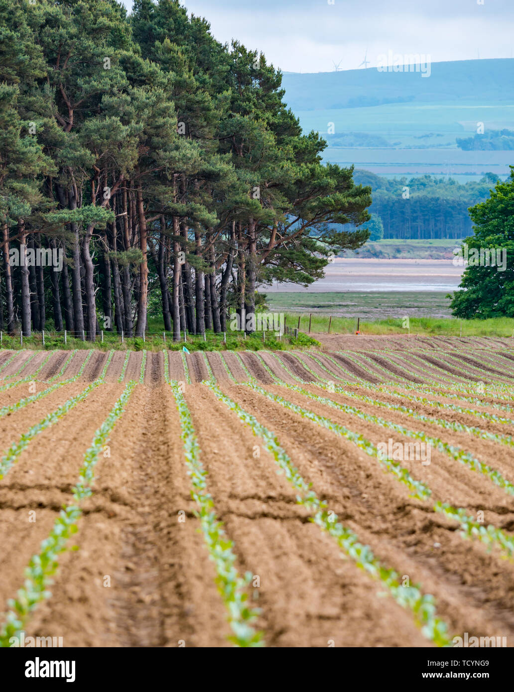 Rows of newly planted seedlings in agricultural field, with Scots pine trees East Lothian, Scotland, UK Stock Photo