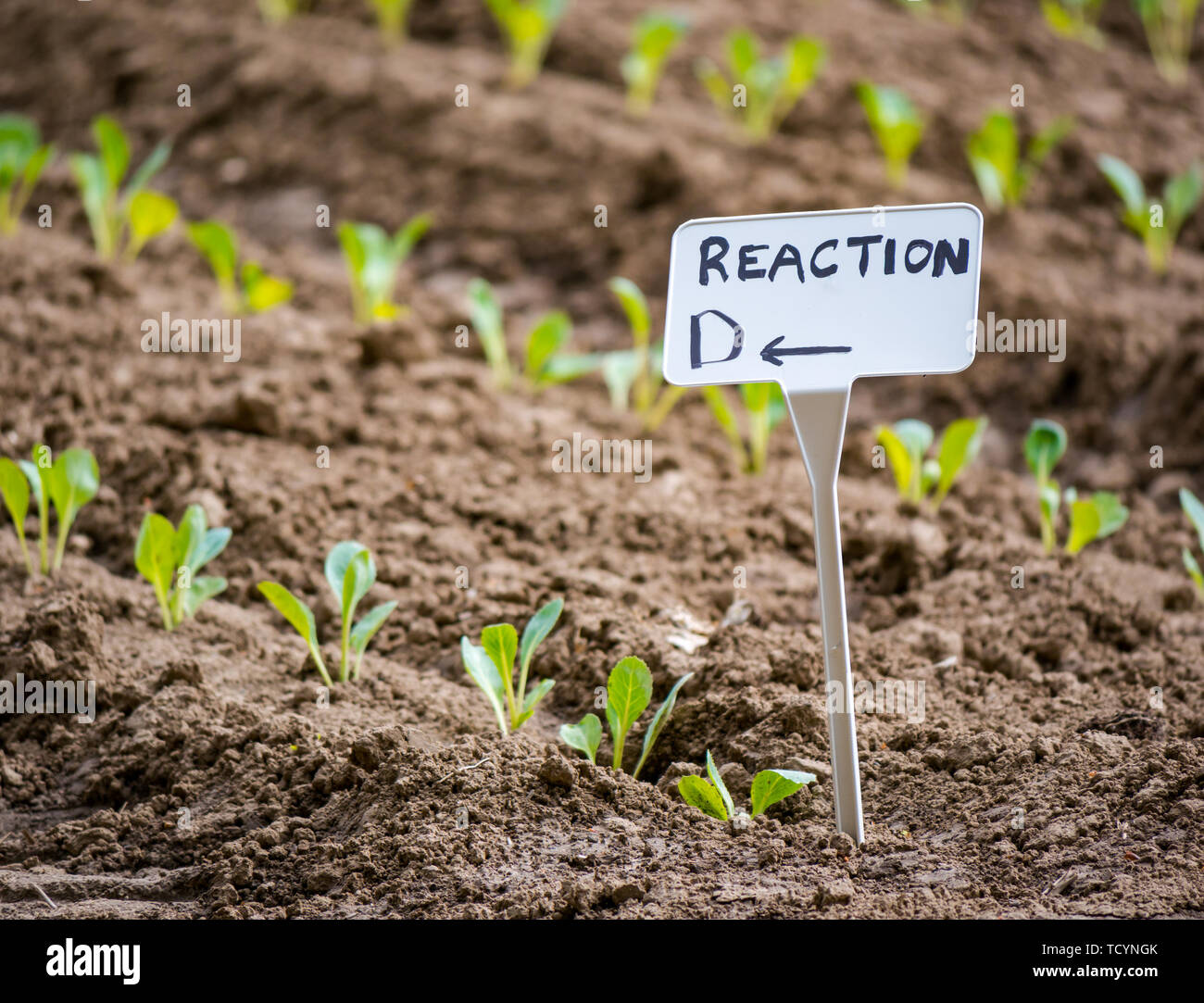 Crop labels in agricultural field planted with seedling, East Lothian, Scotland, UK Stock Photo