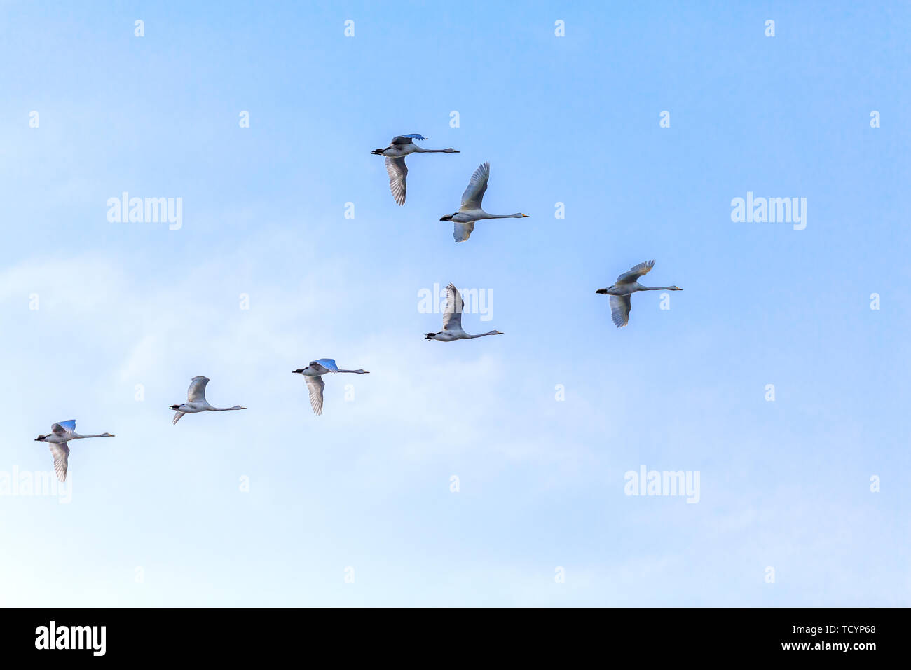 Swan flying in a blue sky Stock Photo