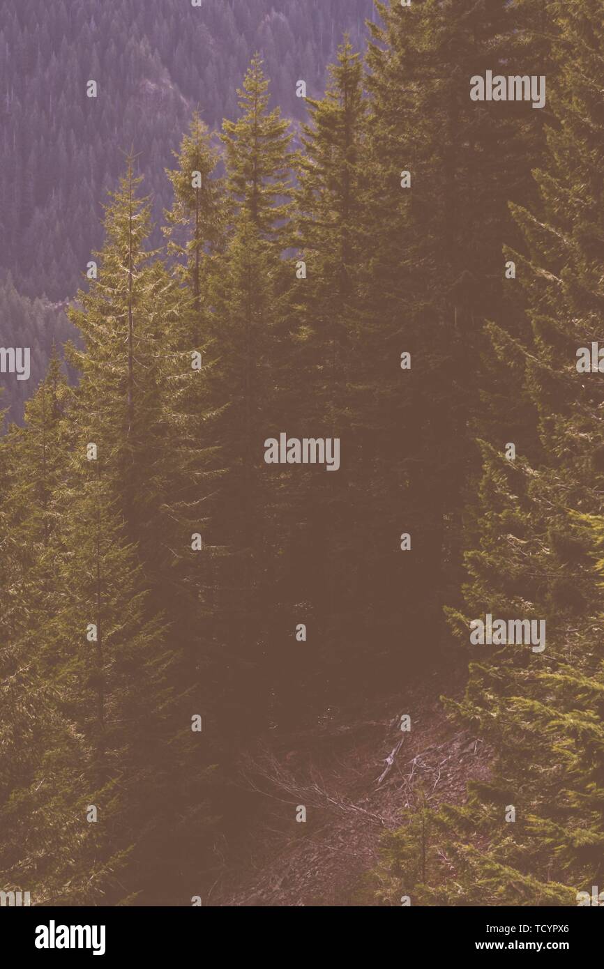 Beautiful pine trees on a hill Stock Photo - Alamy