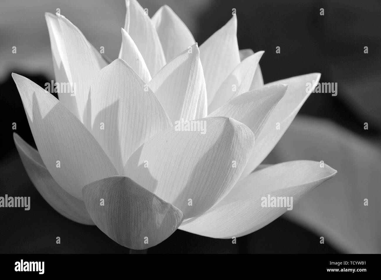 Black and white lotus Stock Photo Alamy