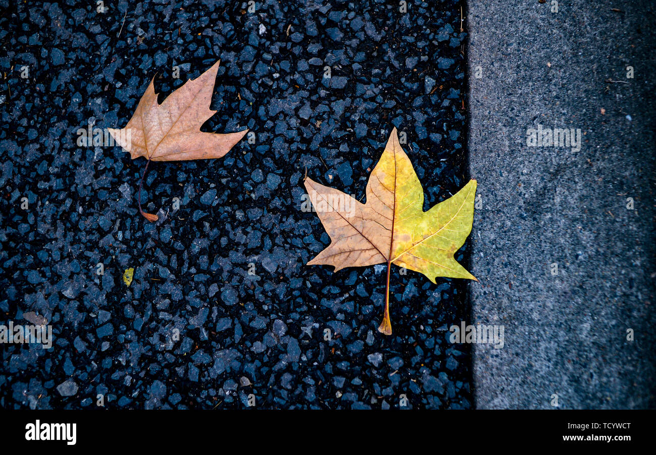 Sycamore leaves on ground hi-res stock photography and images - Alamy