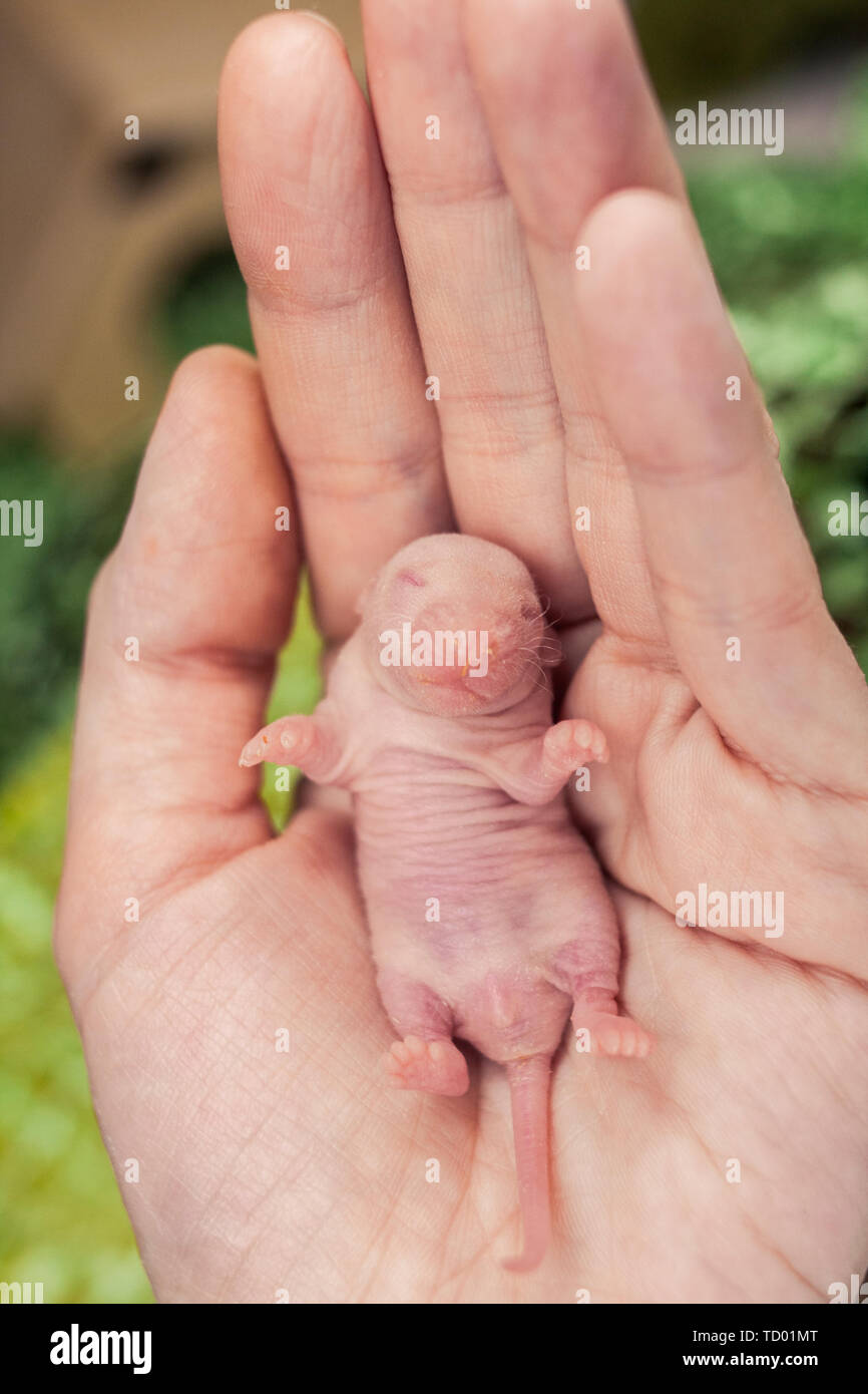 The concept of defenselessness. A newborn rat cub lies on the