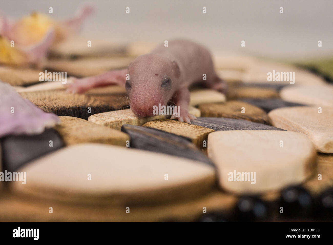 Page 2 House Mouse Baby High Resolution Stock Photography And Images Alamy