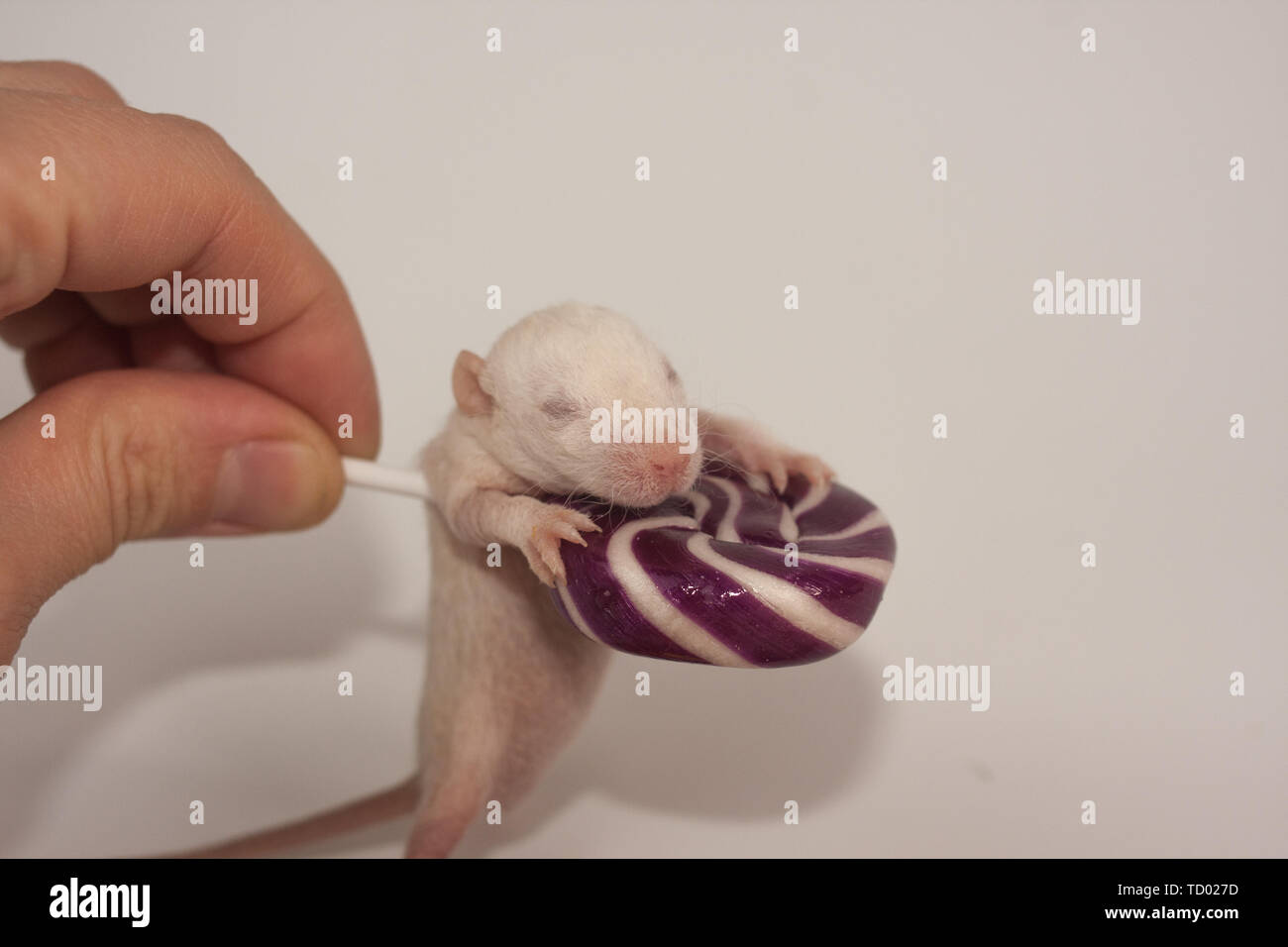 The concept of diathesis.Mouse with candy. Newborn rat with caramel. Little  rodent on the background of multi-colored sweets Stock Photo - Alamy