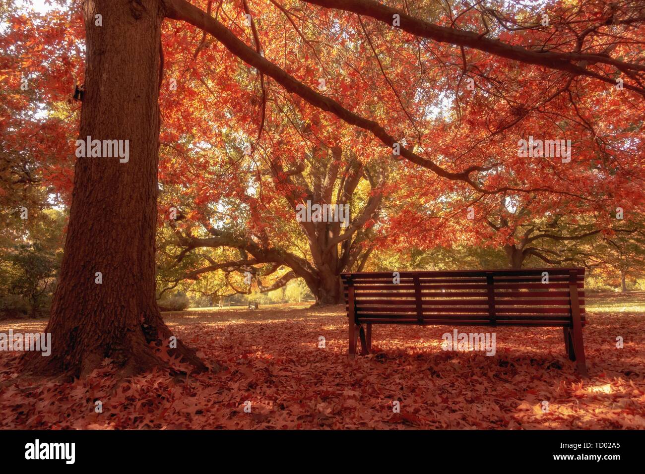 wooden bench in city park autumn season Stock Photo - Alamy