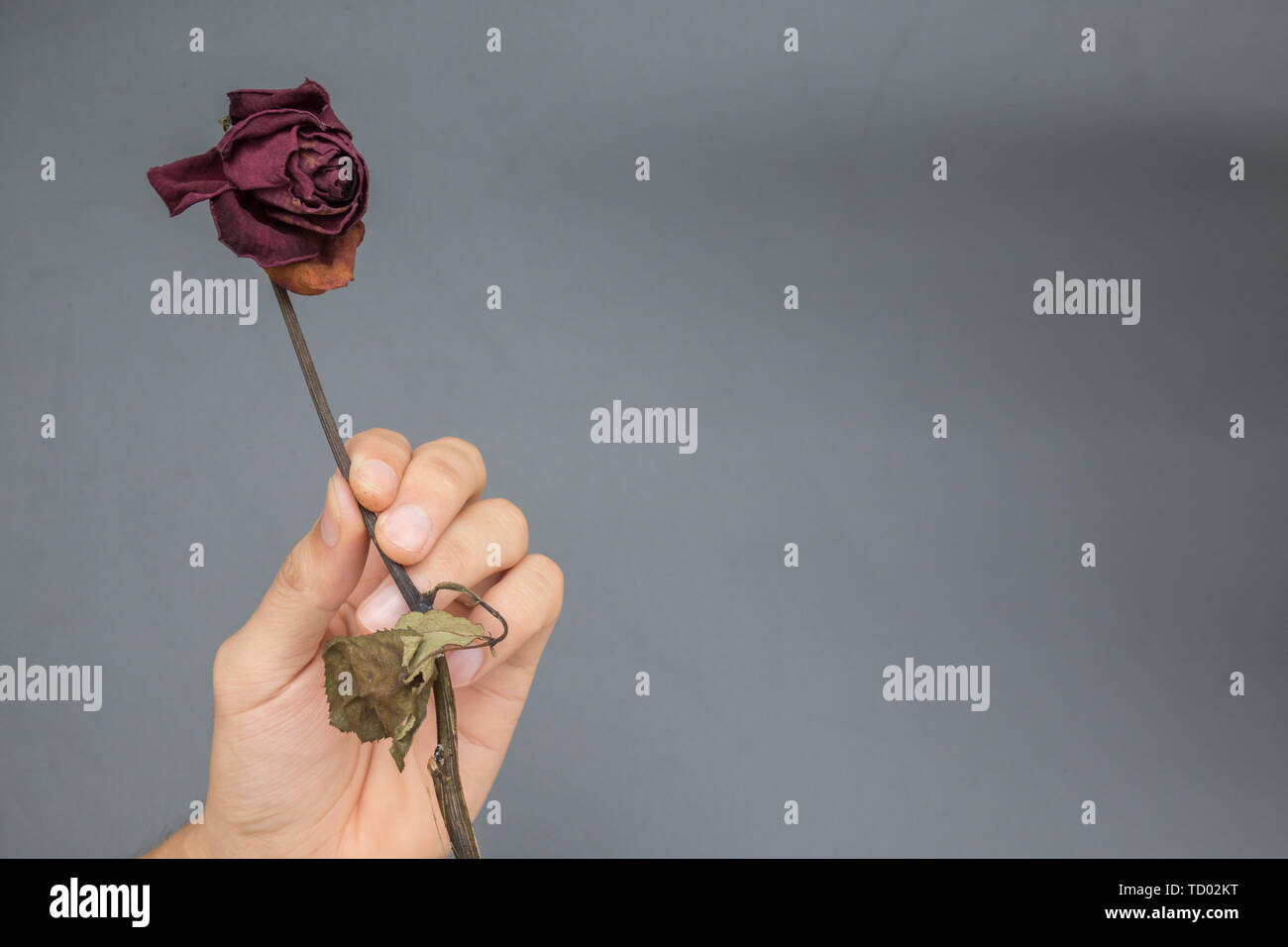 A withered rose Stock Photo - Alamy