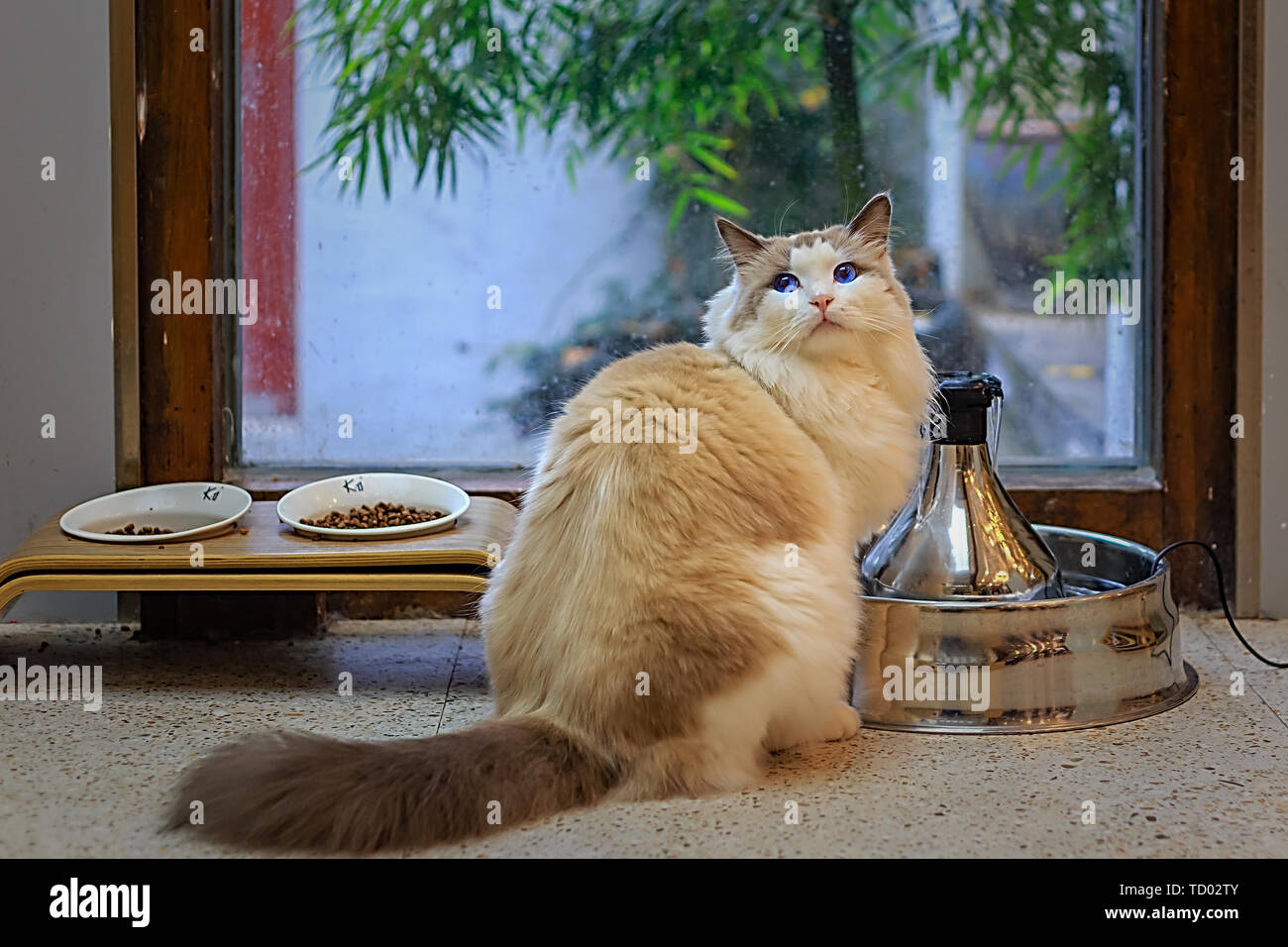 Oh, kitty. Stock Photo