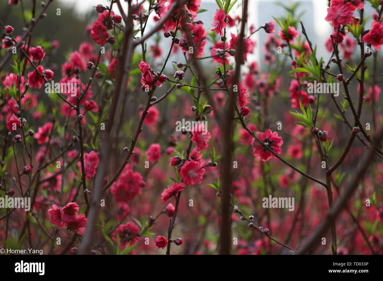 Spring blooming peach blossoms Stock Photo - Alamy