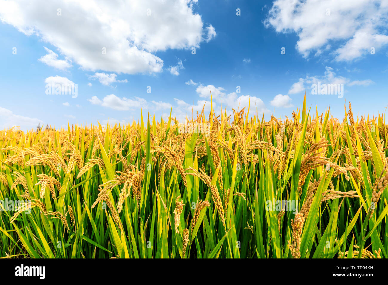 Ripe rice field and sky landscape on the farm Stock Photo