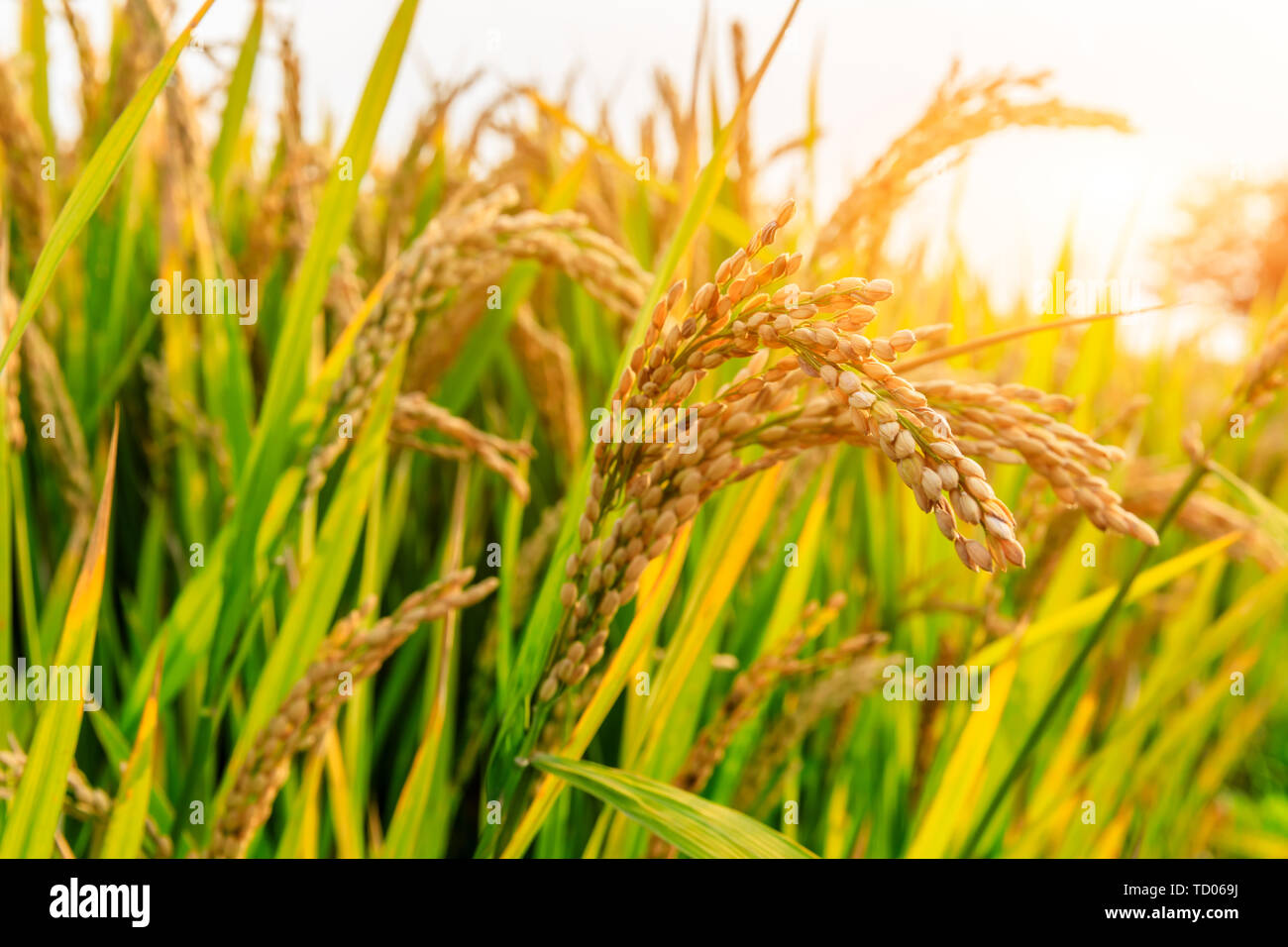 Ripe rice field on the farm Stock Photo
