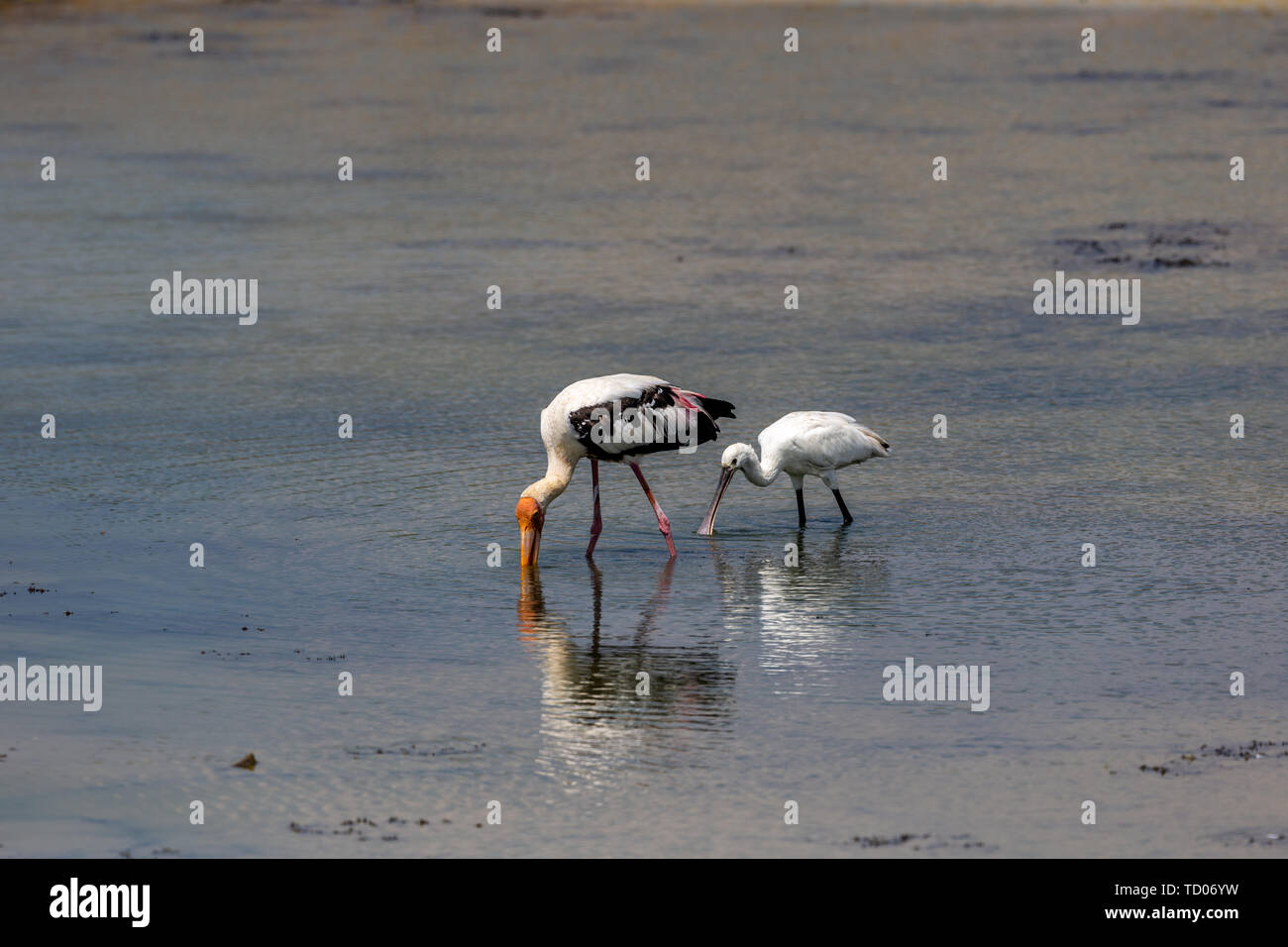 Colorful Storks The colorful stork that survives in the swamps of Sri Lanka Stock Photo ...