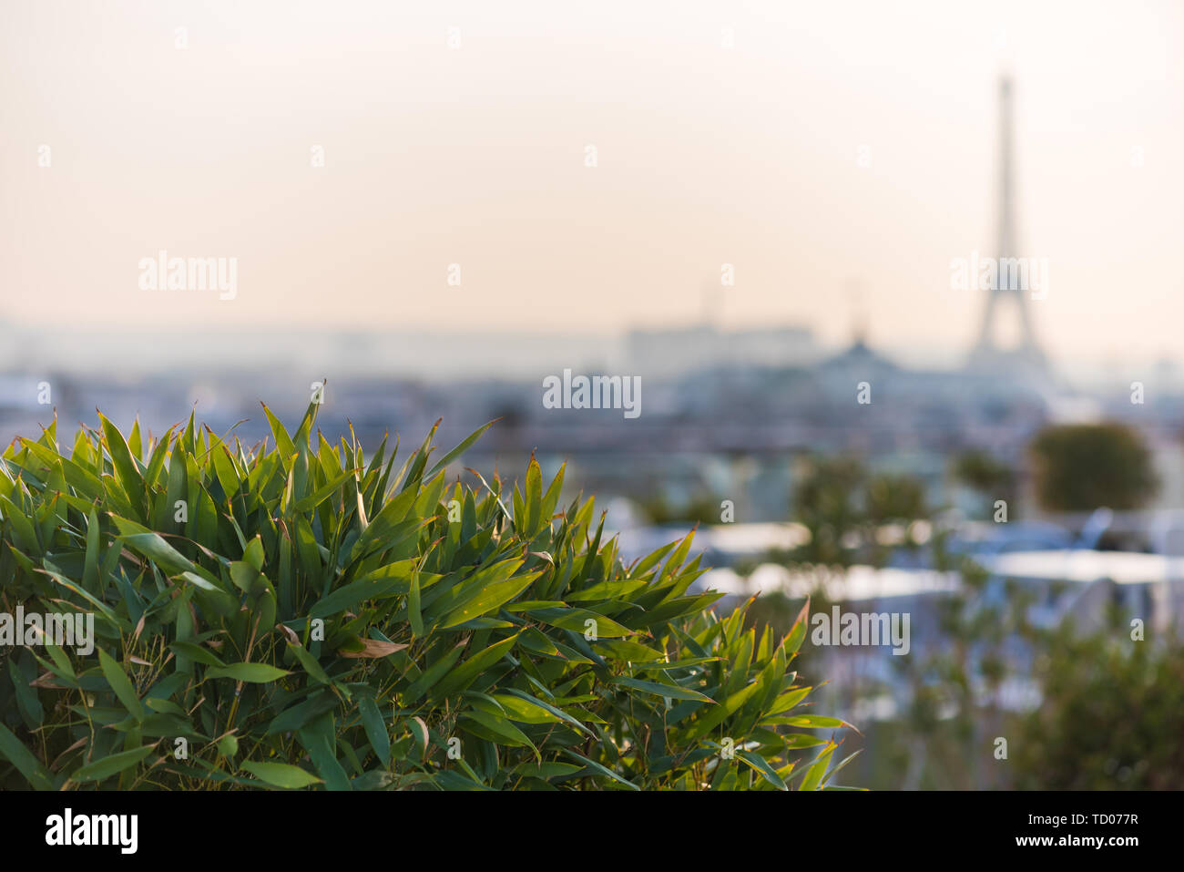 Plants in Paris Stock Photo