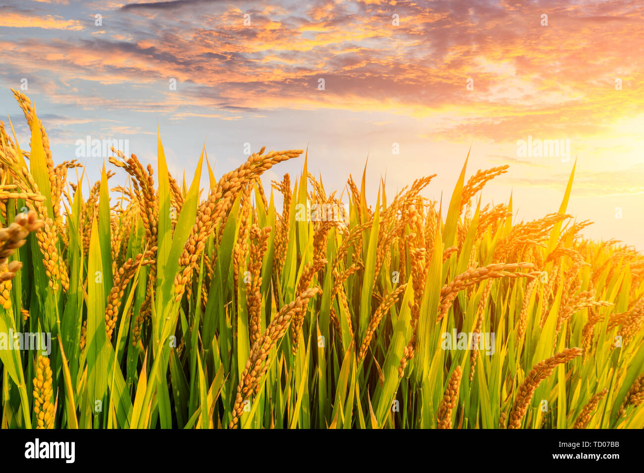 Ripe rice field and sky background at sunset time with sun rays Stock Photo