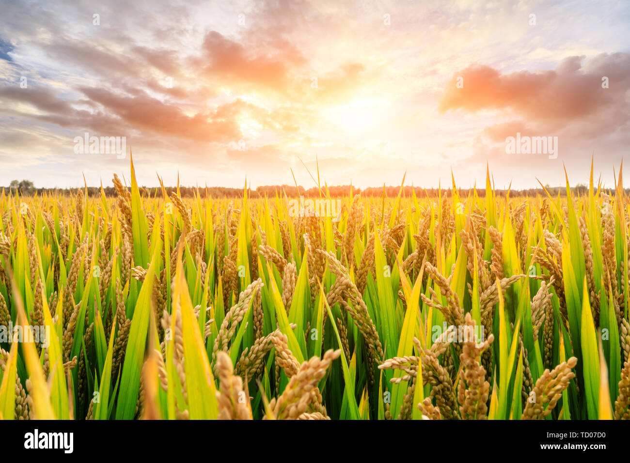 Ripe rice field and sky background at sunset time with sun rays Stock Photo  - Alamy