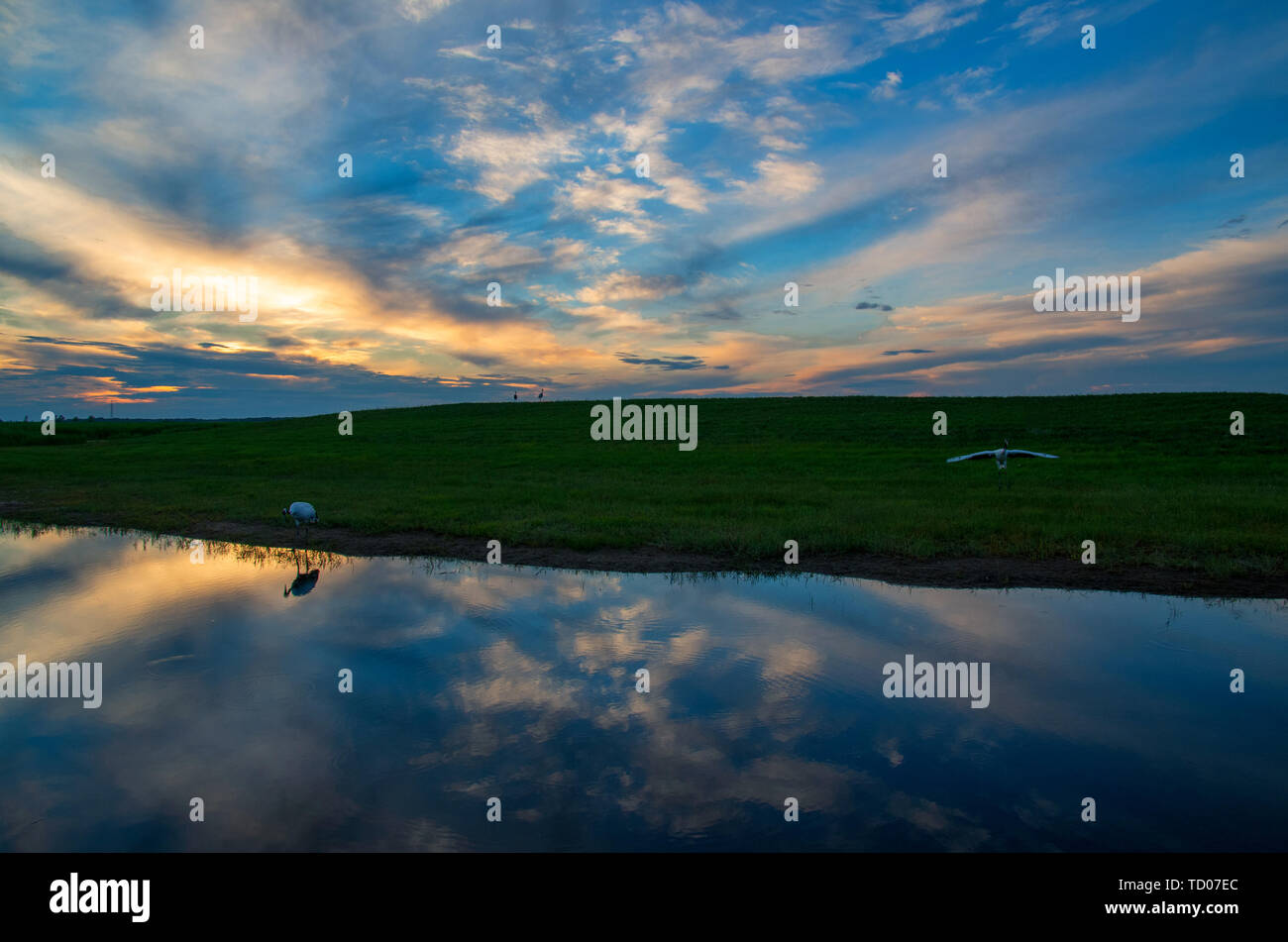 Red crowned crane flying sunset hi-res stock photography and images - Alamy