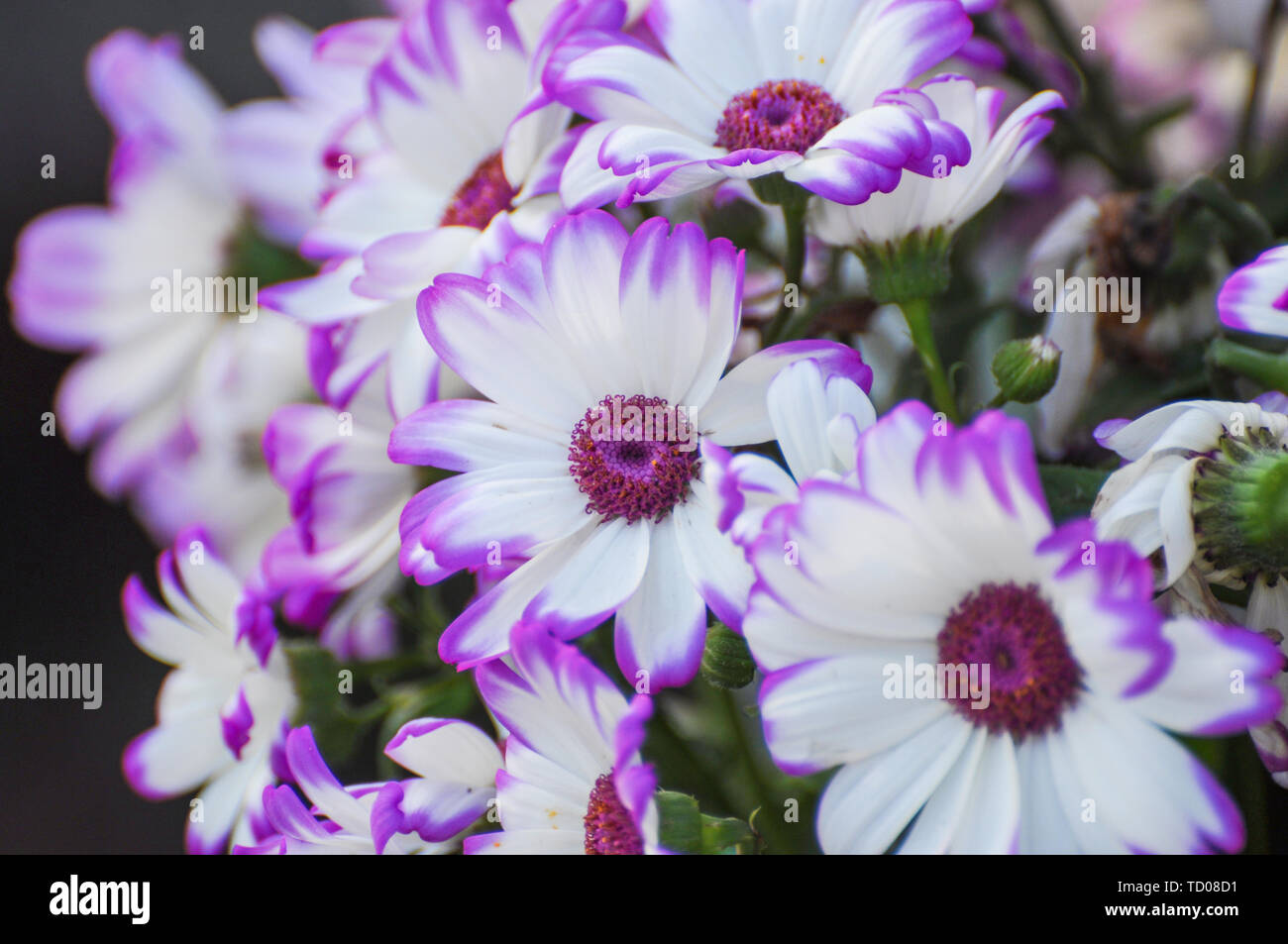 Flowers in bloom in late spring and early summer. Stock Photo