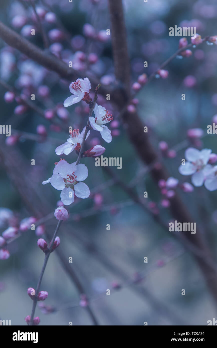 Peach blossoms in the rain Stock Photo Alamy