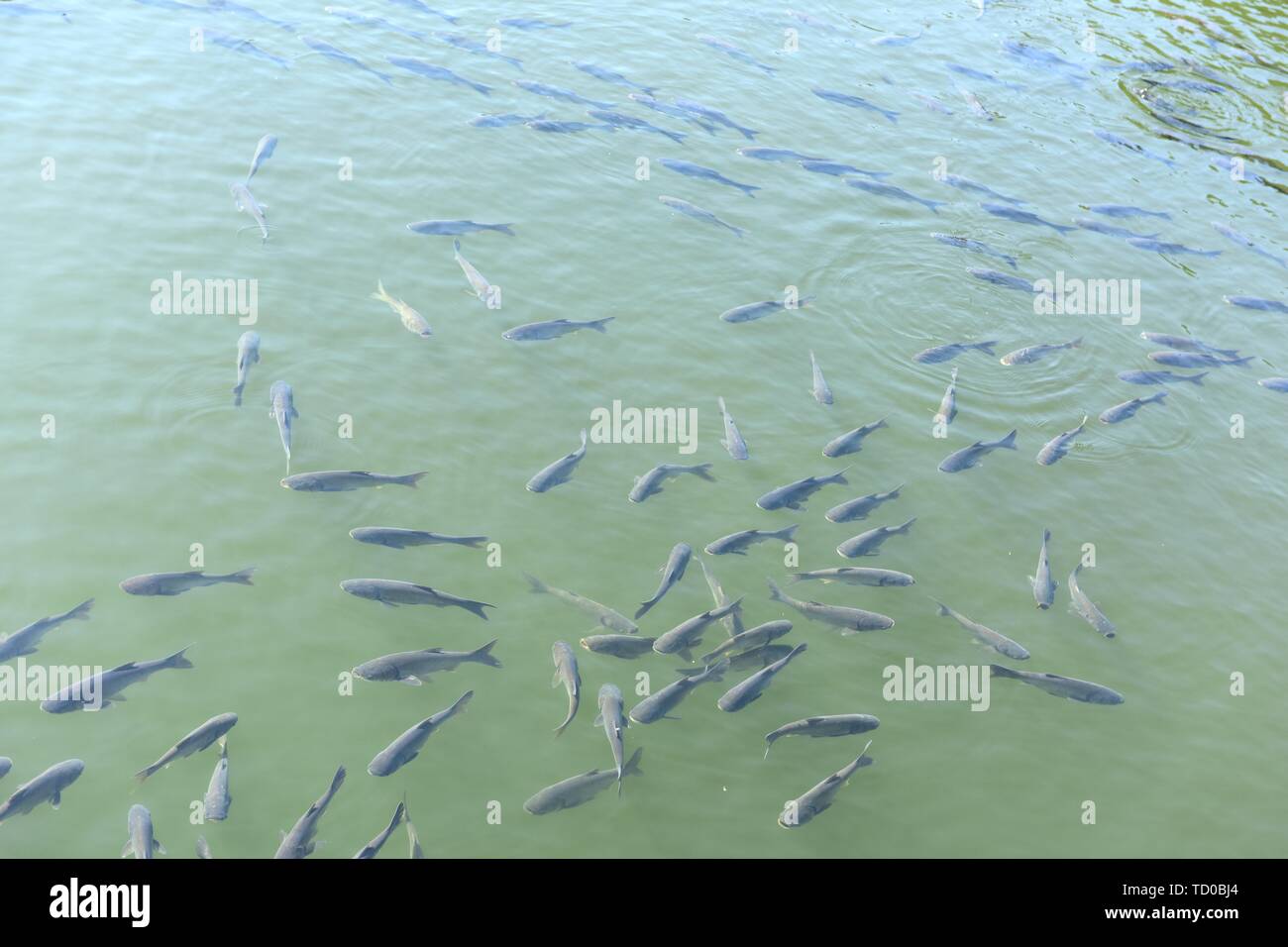 Fish pond grass carp Stock Photo Alamy
