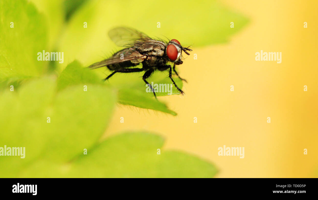 Fruit fly close-up Stock Photo