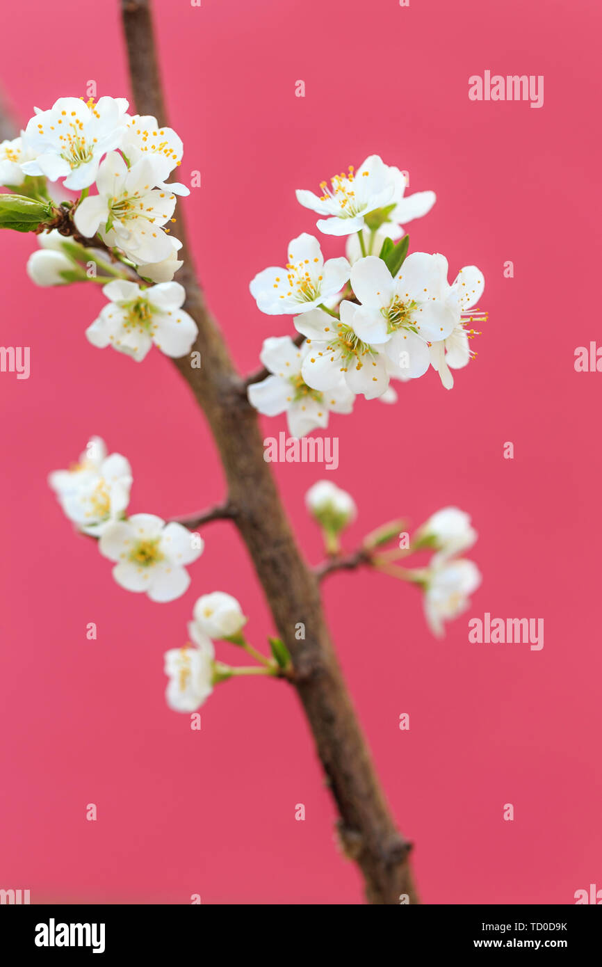 Plum flowers open in spring Stock Photo Alamy