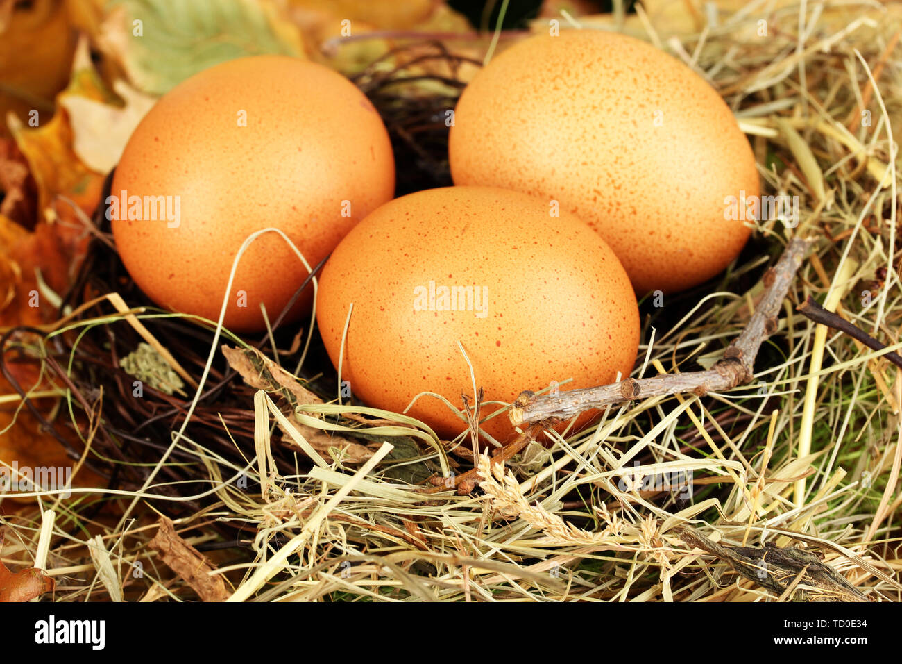 Easter eggs hidden in natural straw nest Stock Photo - Alamy