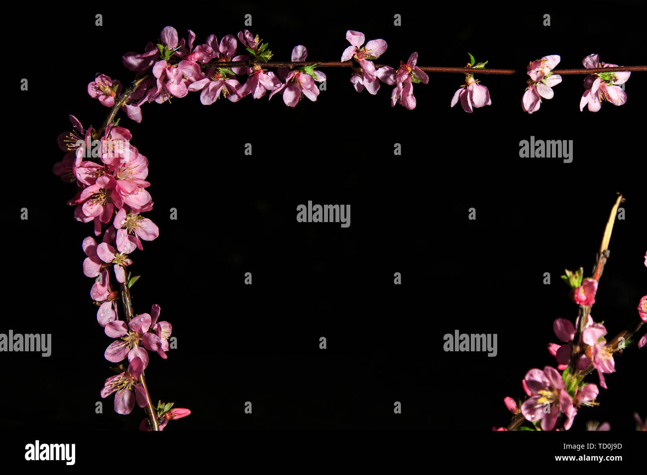Spring flowers in full bloom Stock Photo - Alamy