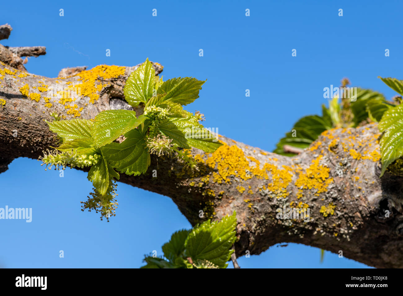Fresh new spring growth flowers of mulberry tree with stamens, Corsica,  France, Europe Stock Photo - Alamy