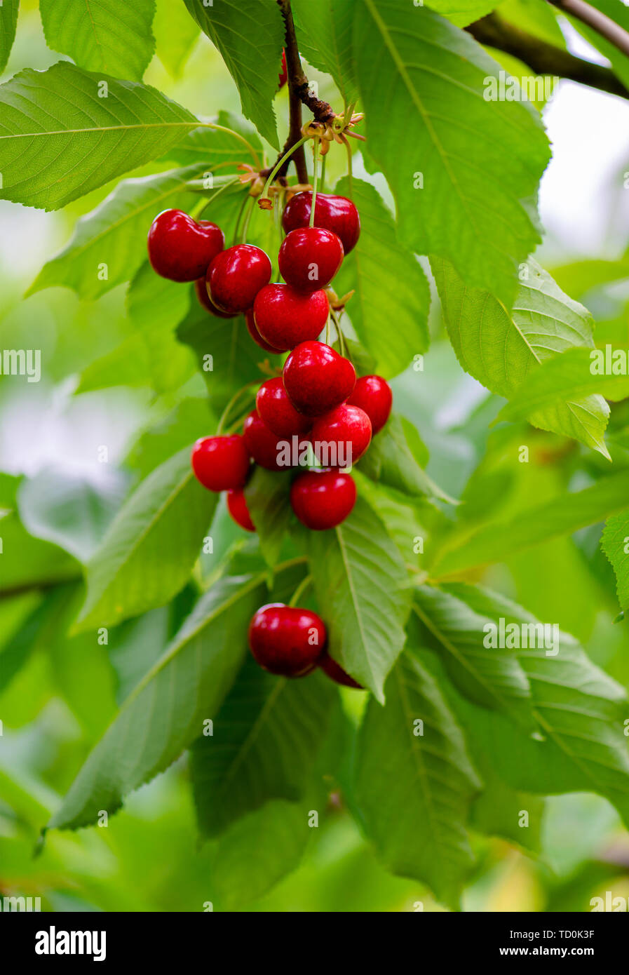 Zi cha hi-res stock photography and images - Alamy
