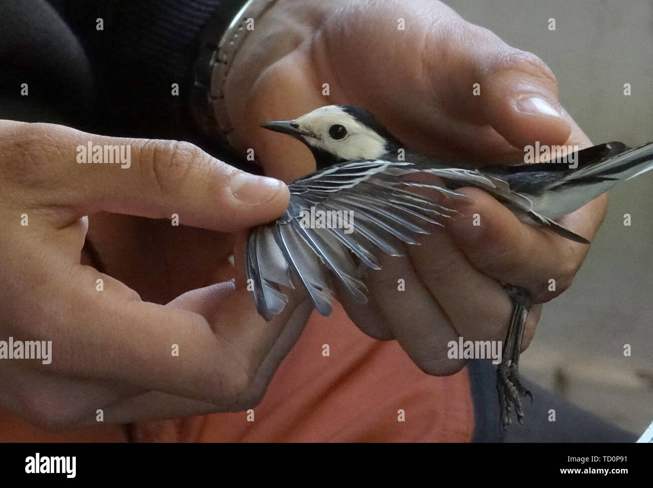 Helgoland, Germany. 14th May, 2019. A member of staff at the Institute for Bird Research investigates a captive wagtail. The IfV was founded as 'Vogelwarte Helgoland' on 1 April 1910 within the Prussian Biological Institute on Helgoland. In the meantime about one million migratory birds have been captured and ringed here. (Zu dpa ' The bird ringers of Helgoland') Credit: Carsten Rehder/dpa/Alamy Live News Stock Photo