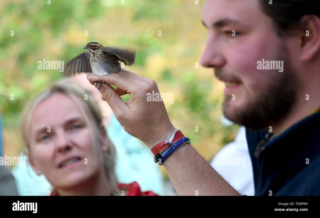 Helgoland, Germany. 14th May, 2019. Phil Keuschen, station assistant at the Institute for Bird Research, shows a captured bird during a guided tour. The IfV was founded as 'Vogelwarte Helgoland' on 1 April 1910 within the Prussian Biological Institute on Helgoland. In the meantime about one million migratory birds have been captured and ringed here. (Zu dpa ' The bird ringers of Helgoland') Credit: Carsten Rehder/dpa/Alamy Live News Stock Photo