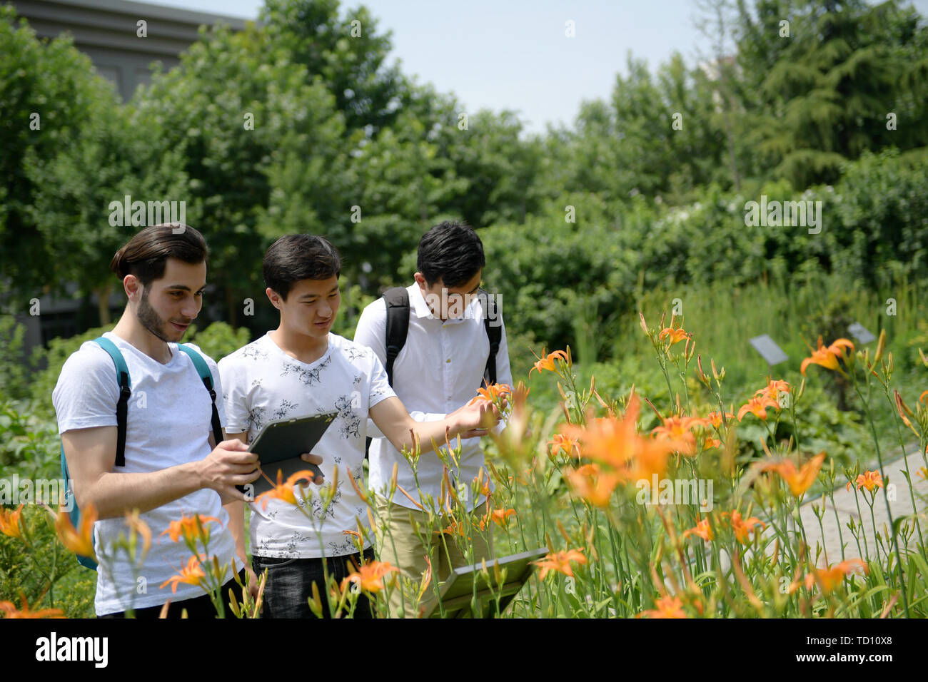 (190611) -- XI'AN, June 11, 2019 (Xinhua) -- Aushev Djamaleil (1st L) observes herbal plants in Shaanxi University of Chinese Medicine in northwest China's Shaanxi Province, June 10, 2019. Aushev Djamaleil, a Kazakhstani student from School of International Education in Shaanxi University of Chinese Medicine, has almost finished his undergraduate study in acupuncture & moxibustion and massage, and will pursue his master degree in the same major. He wishes traditional Chinese medicine, through his efforts, can be applied to more patients in his home country.     A total of 121 students from 15  Stock Photo