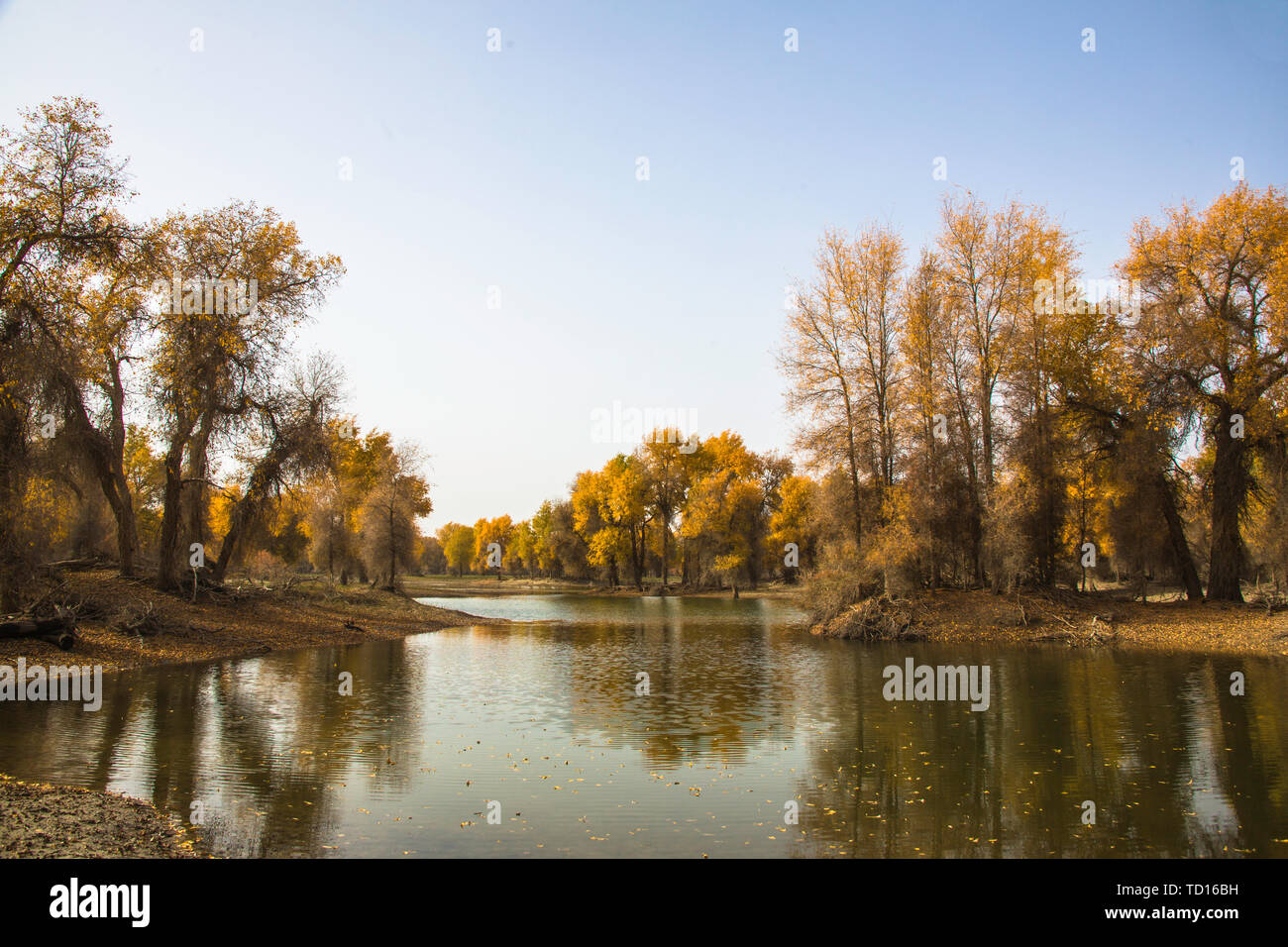 Hu poplar forest scenery of Tarim River, Runtai, Xinjiang Stock Photo