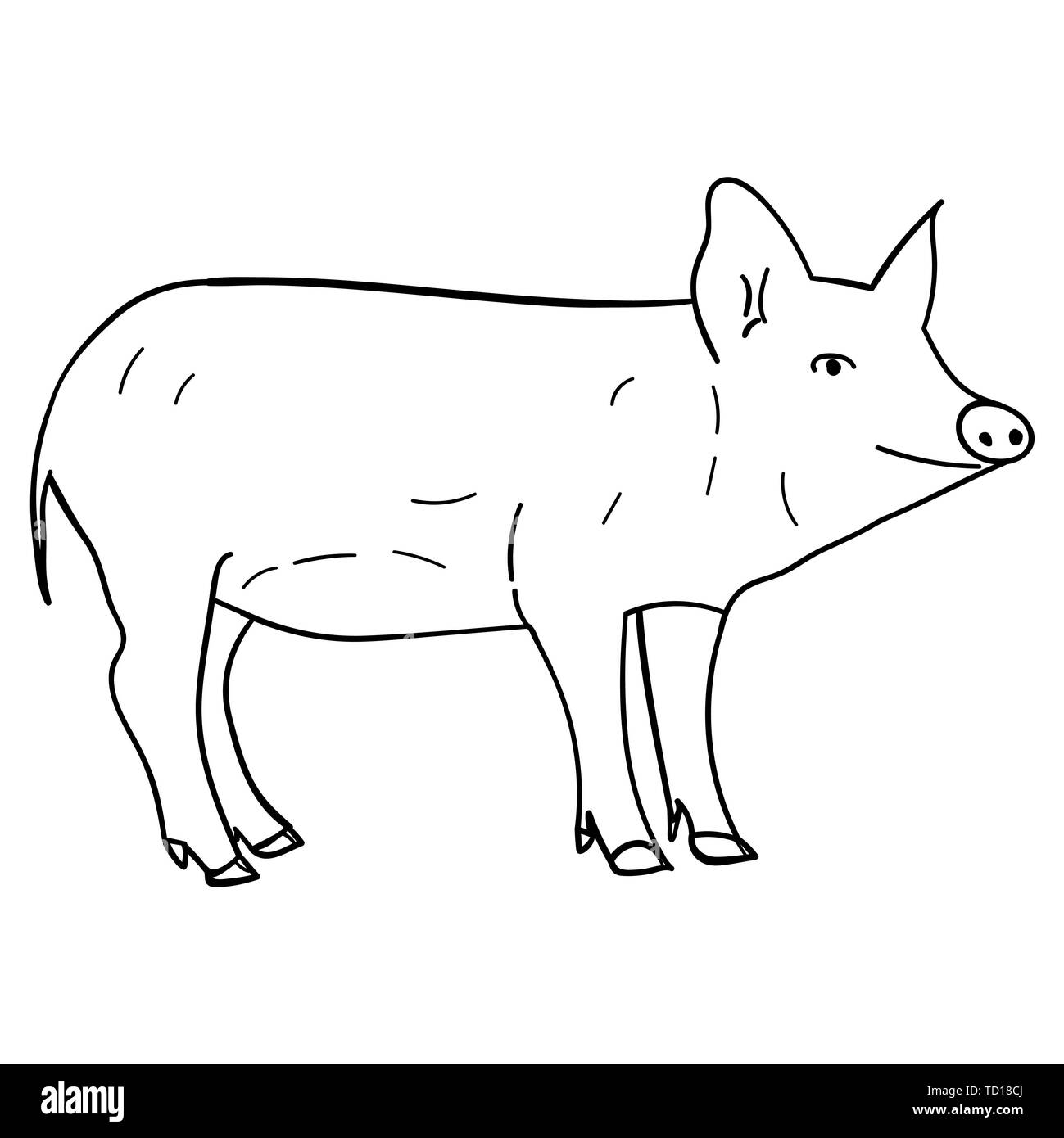 Contour pig in doodle style.  illustration on white background. Stock Photo