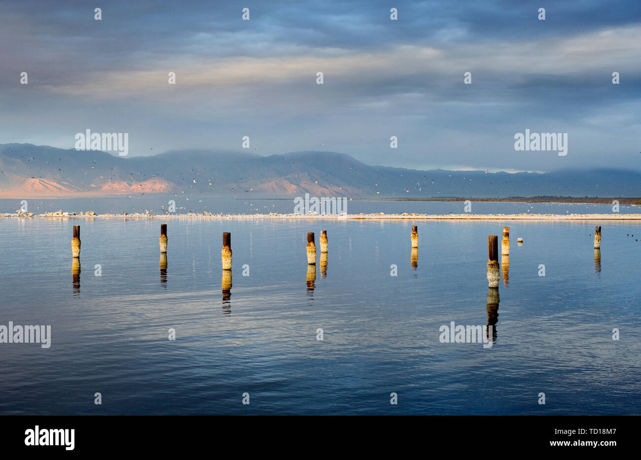 Group of wooden posts in water Stock Photo Alamy