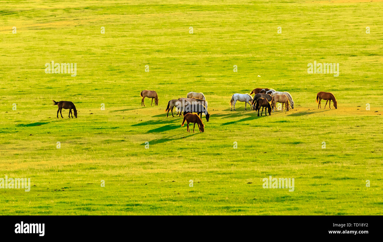 Horse herd of Hulunbuir grassland, Inner Mongolia Stock Photo - Alamy