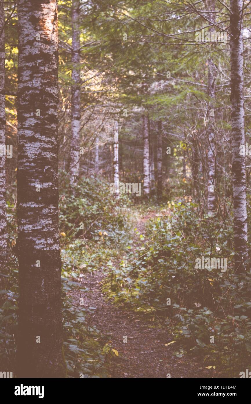 Deep autumn woods mysterious foggy hi-res stock photography and images ...