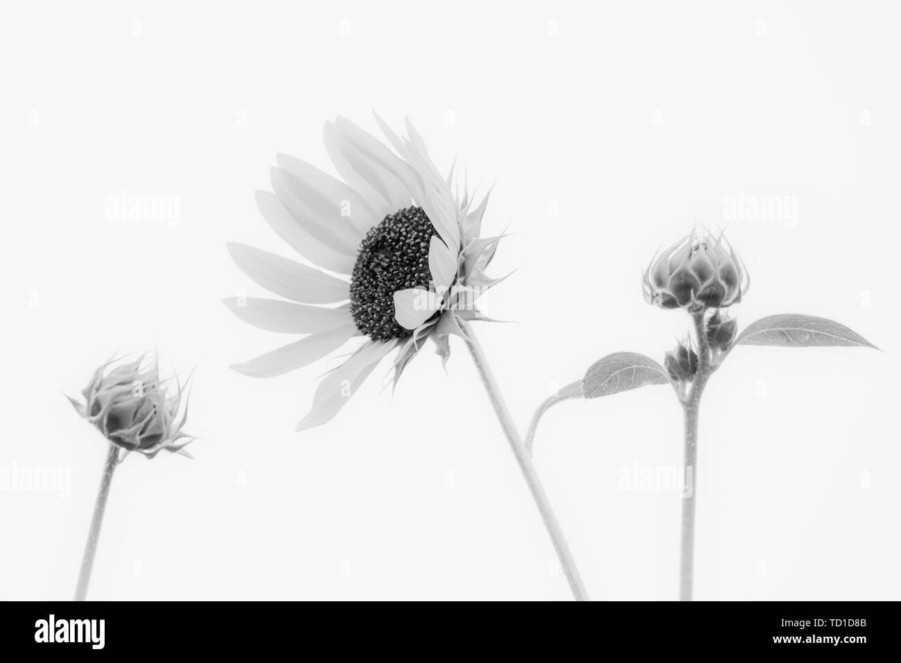 Most beautiful petals Black and White Stock Photos & Images - Alamy