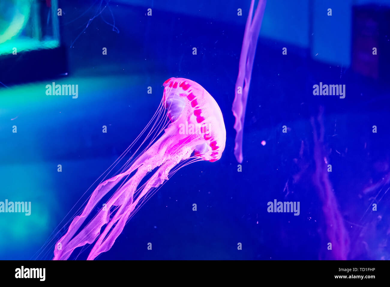 Shanghai Haichang Ocean Park jellyfish Stock Photo Alamy