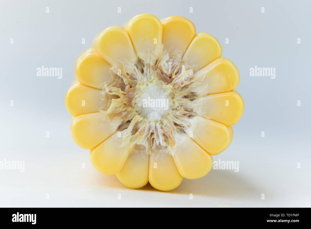 Corn Cross Section High Resolution Stock Photography and Images - Alamy