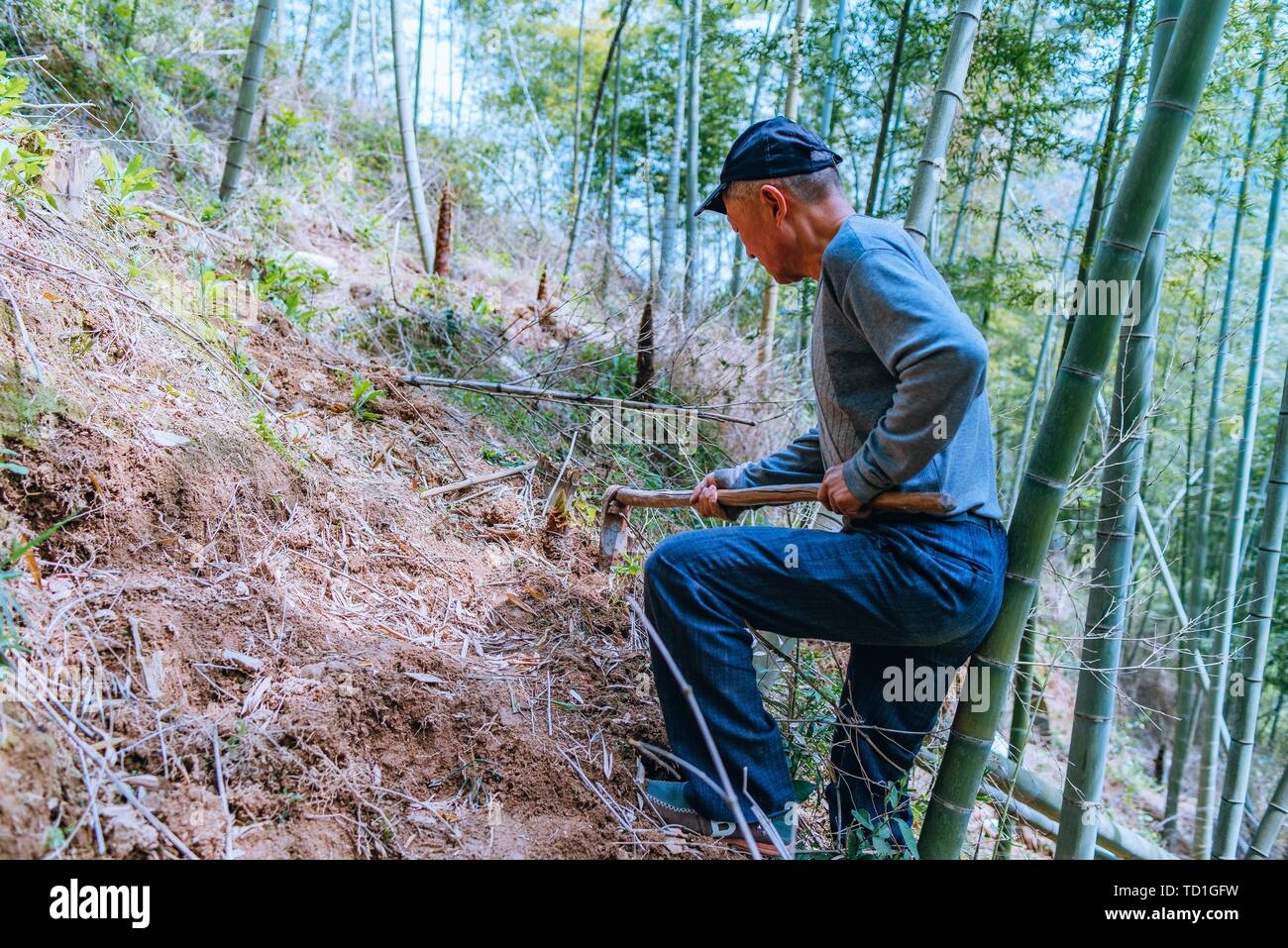 A man digging up bamboo shoots Stock Photo - Alamy
