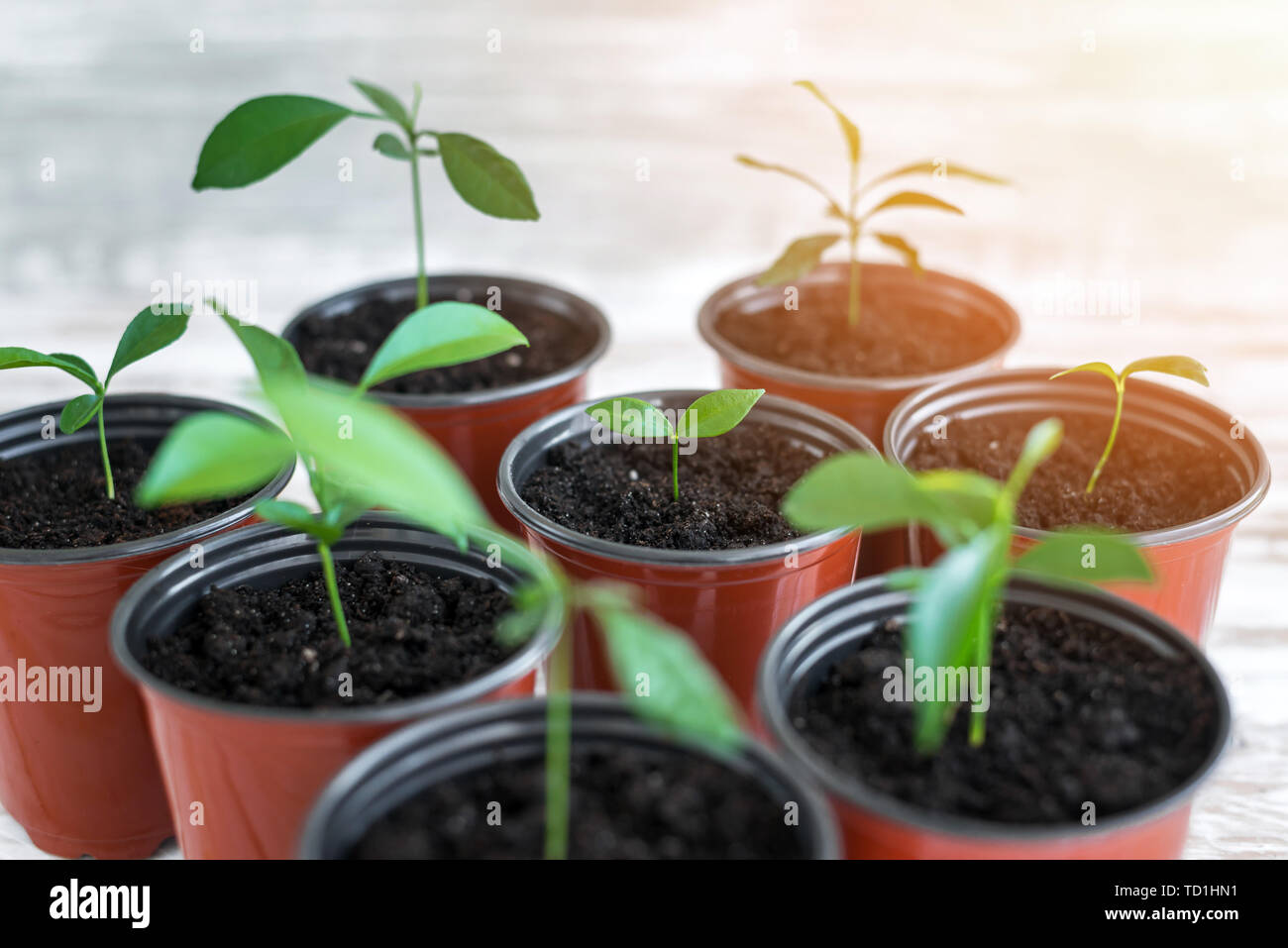 Green young plants in brown pots. Potted plants on white wooden background. Stock Photo
