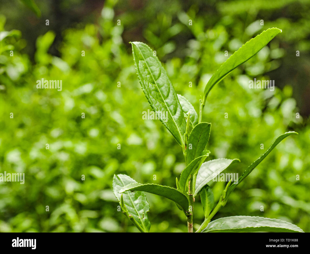 Tea tree, tea Stock Photo - Alamy