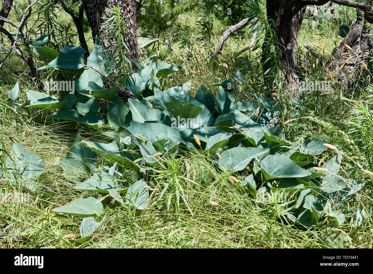 Buffalo Gourd plant growing wild in the mesquite forst of Texas Stock Photo