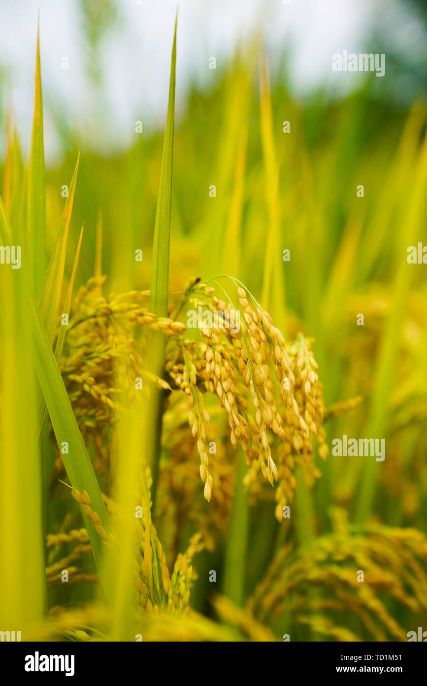Dry rice, rice, grain Stock Photo Alamy