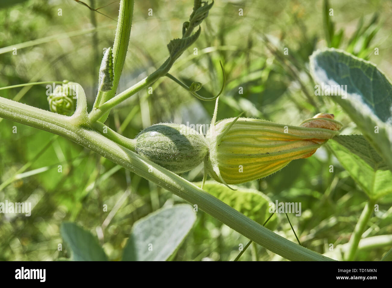 A closeup of young Buffalo Gourd fruit with flower in Texas Stock Photo