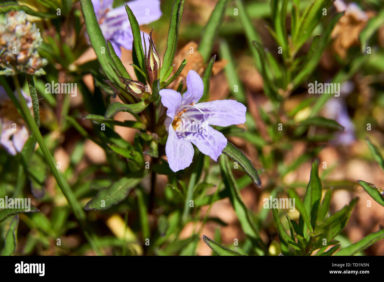 Macro Close up of Snake herb Narrowleaf dyschoriste (Dyschoriste linearis) Wildflower Texas Stock Photo