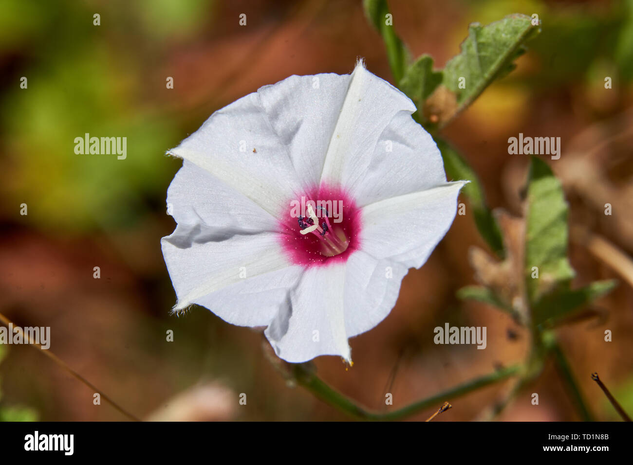 Macro Close Up of Beautiful Texas Bindweed (Convolvulus equitans) Flower. Stock Photo