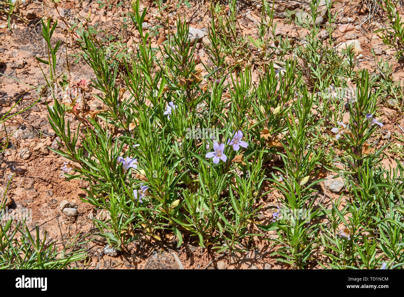 Macro Close up of Snake herb Narrowleaf dyschoriste Plant(Dyschoriste linearis) Wildflower Texas Stock Photo