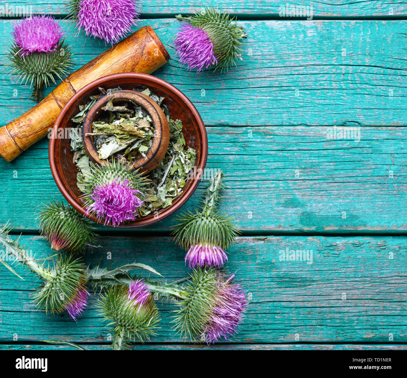 Natural herbs medicine.Medicinal plant thistle.Silybum marianum.Natural